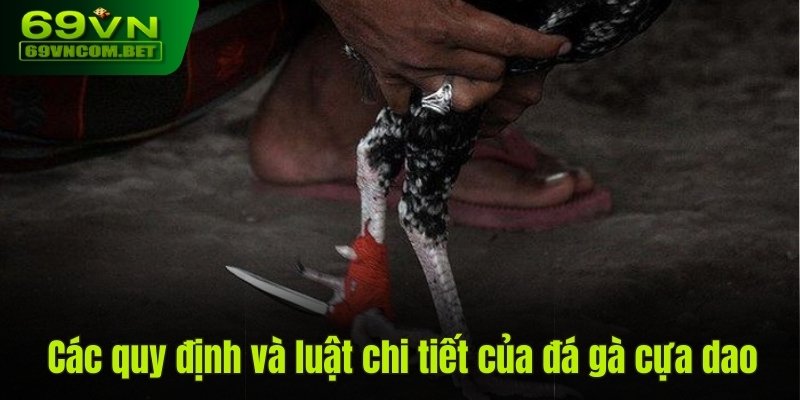 Các quy định và luật chi tiết của đá gà cựa dao